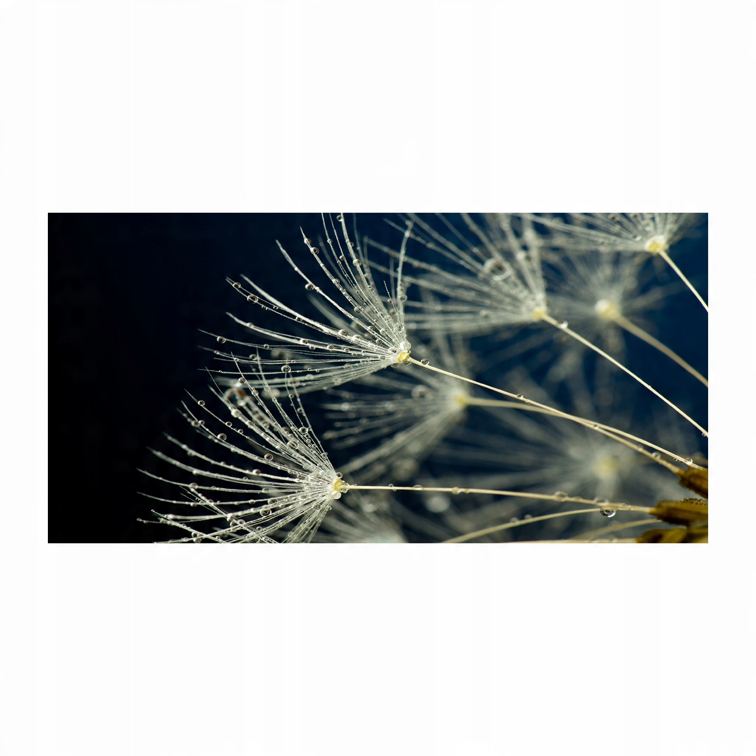 

Foto obraz szkło akryl Nasiona dmuchawca 120X60 cm