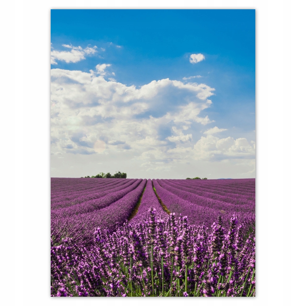 

Naklejki 50x70 Pole lawendy Lawenda