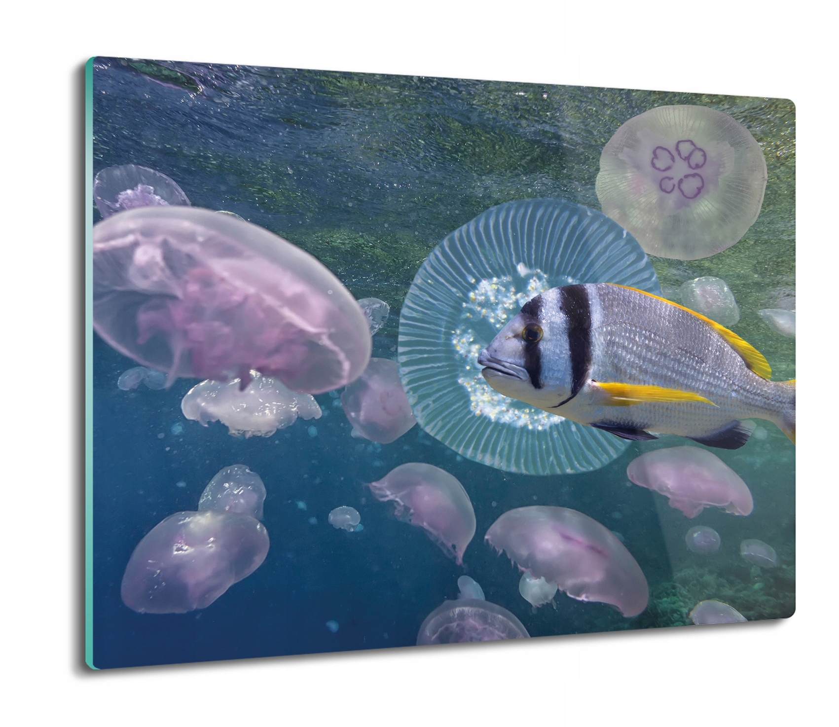 

Meduzy ryba 60x52 deska do kuchni prostokątna