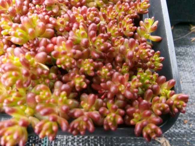 Очиток кораллового ковра ярко-красные листья