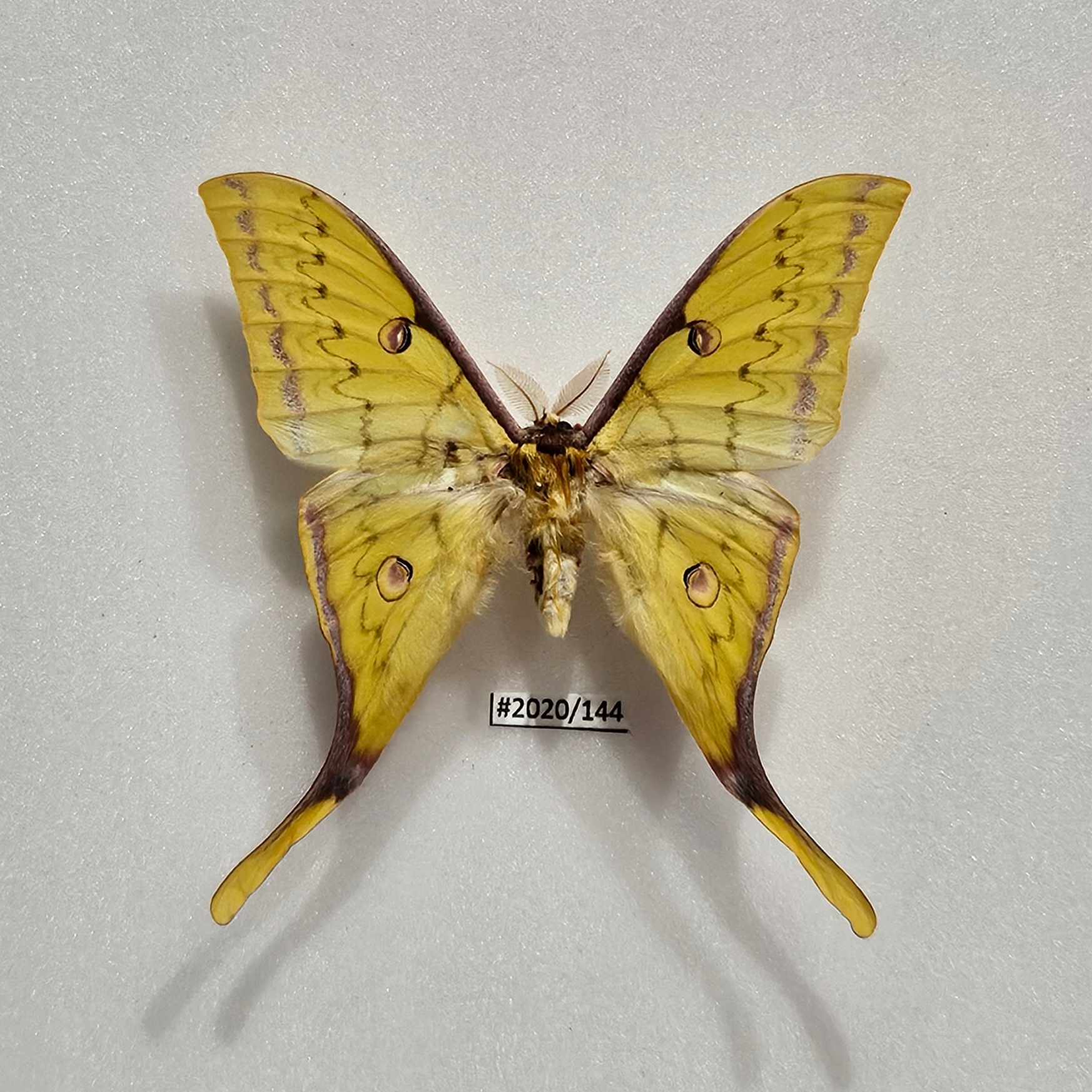 Motyl Actias sinensis samiec 89mm.