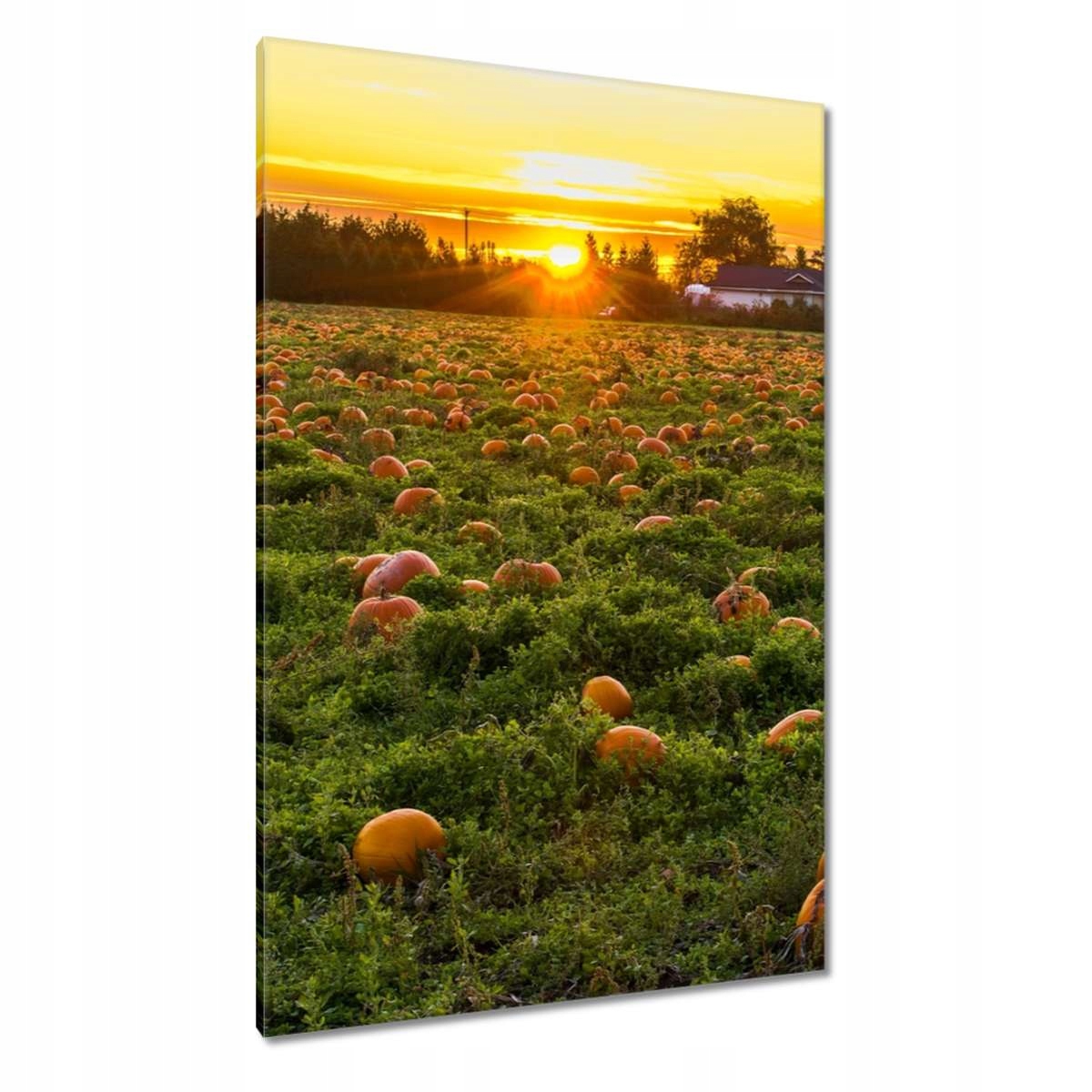 Obrazy 80x120 Krajina Pohled