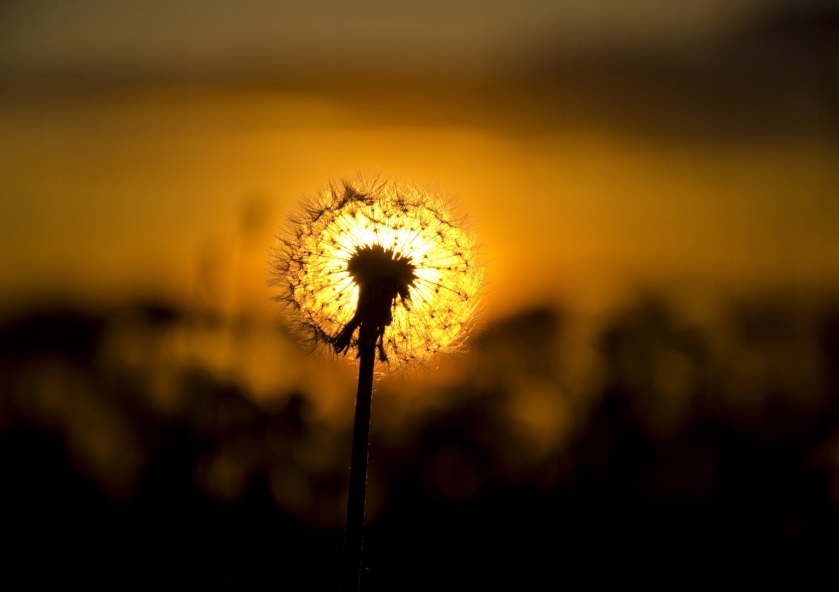 

Fototapeta Flizelinowa Dmuchawiec 312x219