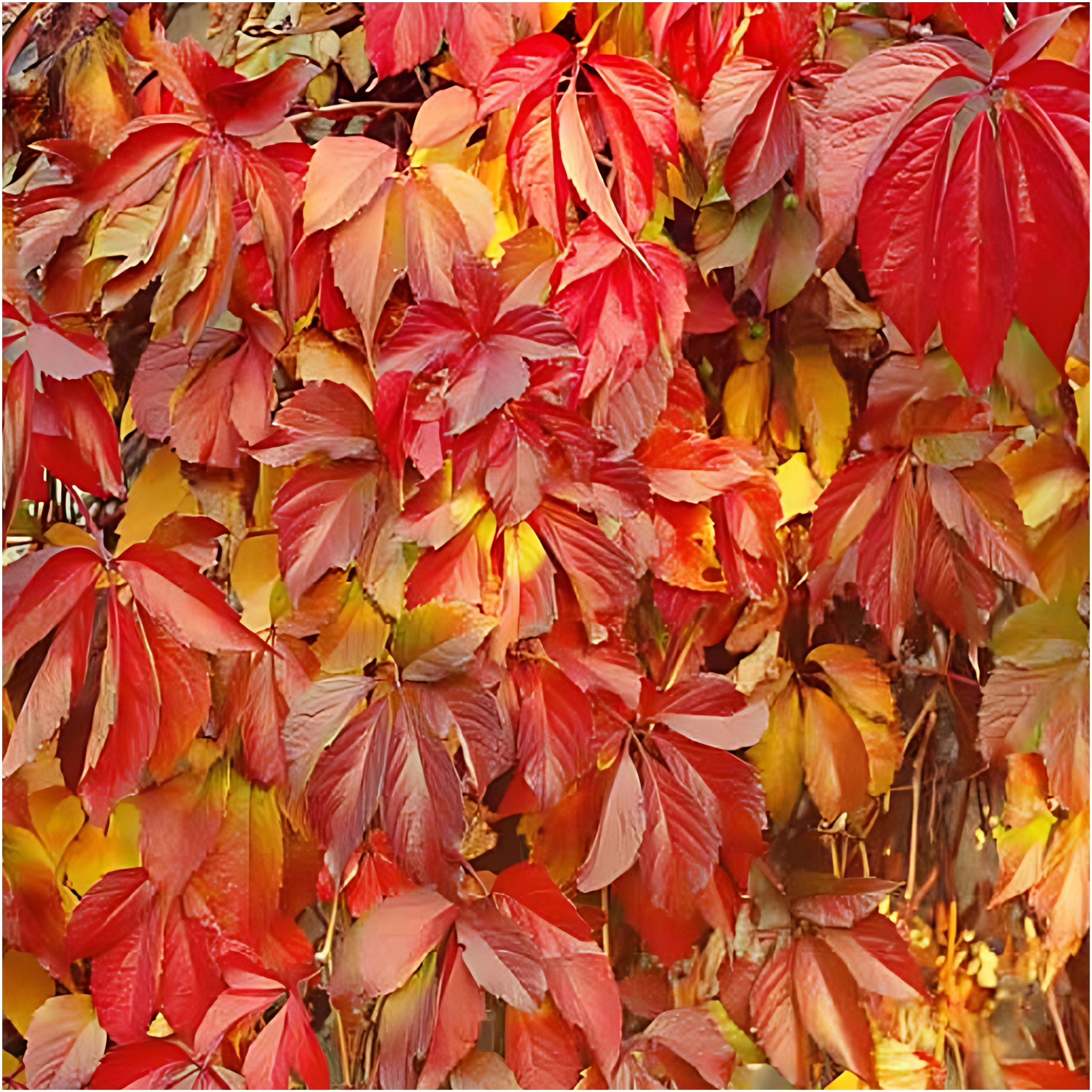 P9 виноград пятилистный Parthenocissus рассада