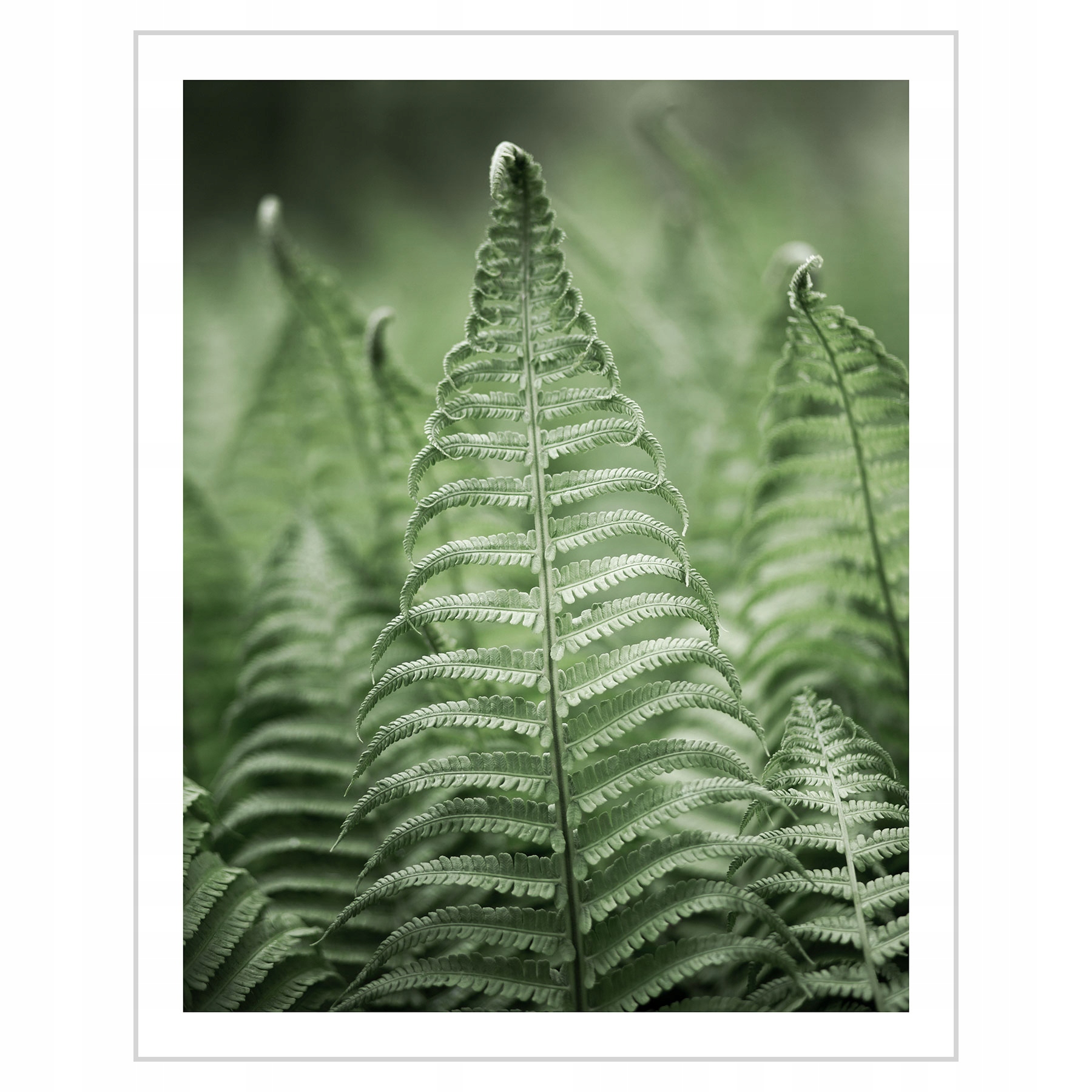 

Plakat 40x50 Zielone paprocie