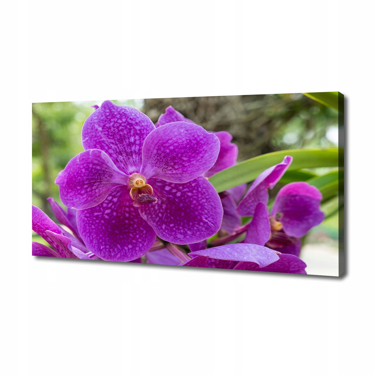 

Foto obraz canvas na ścianę Orchidea 140x70 cm