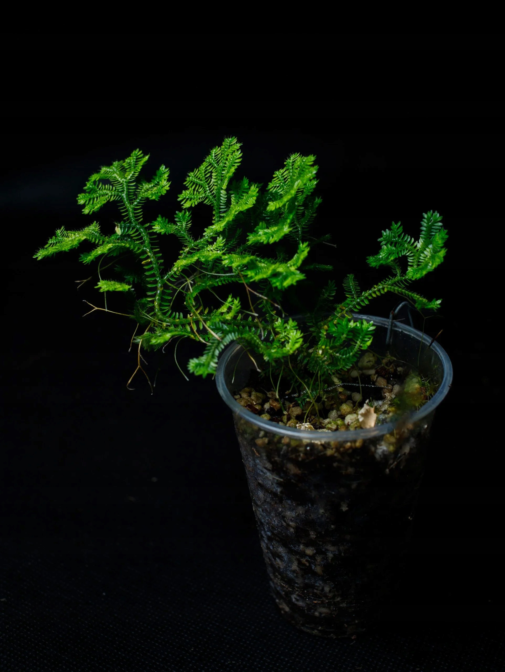 Levně Selaginella sp. „Borneo“