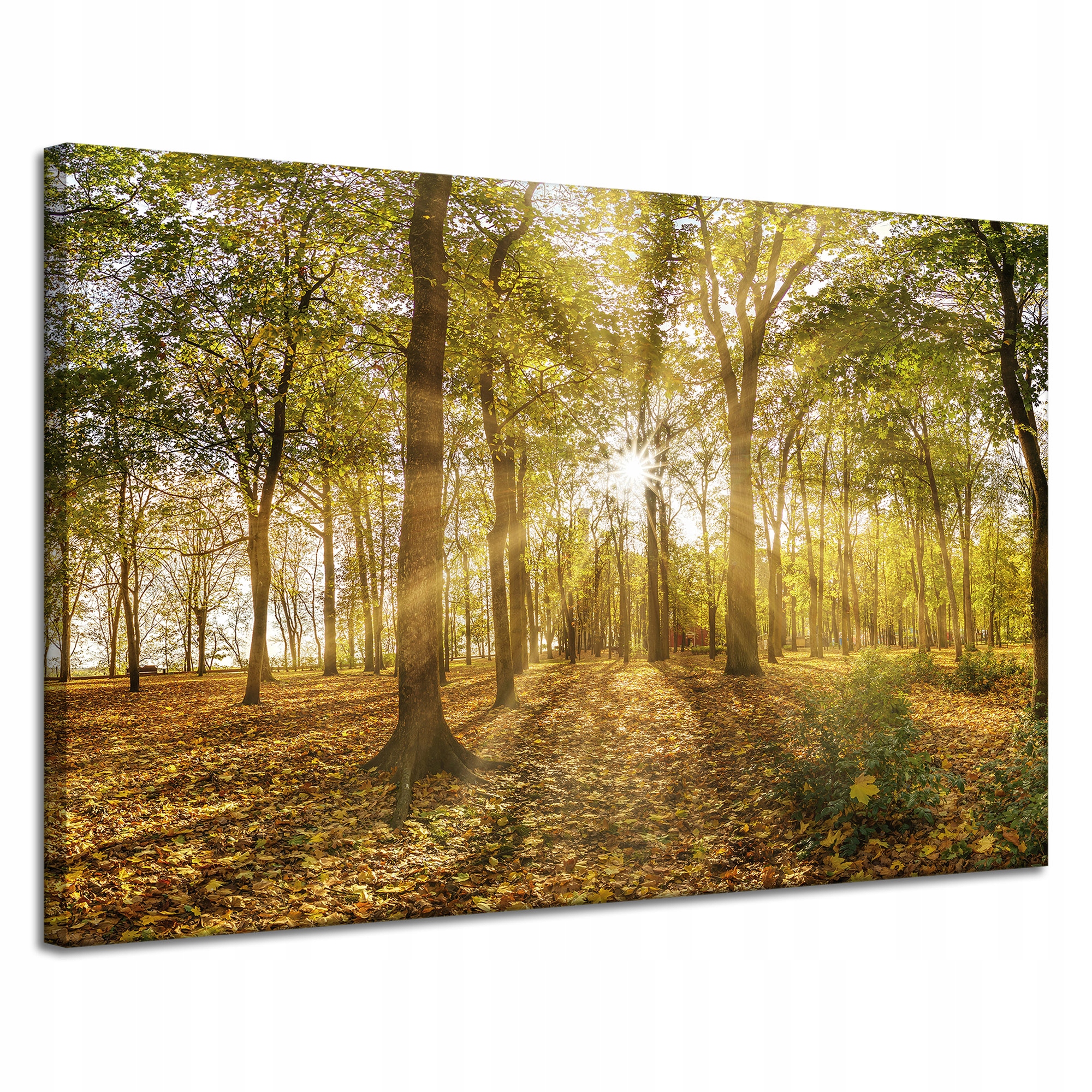 Obraz na plátně Slunce mezi stromy v lese 120 x 80 cm