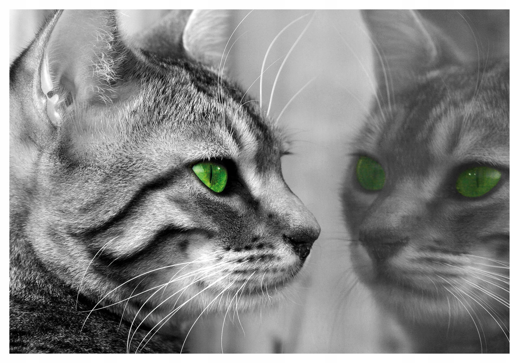 Fototapeta Kočka se zelenýma očima klidná vinylová 208x146 lepidlo