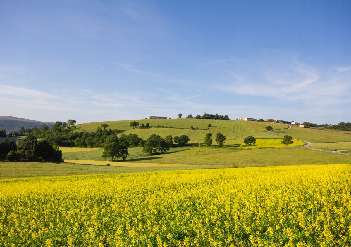 

Fototapeta Flizelinowa Kwitnąca Soczewica 208x146