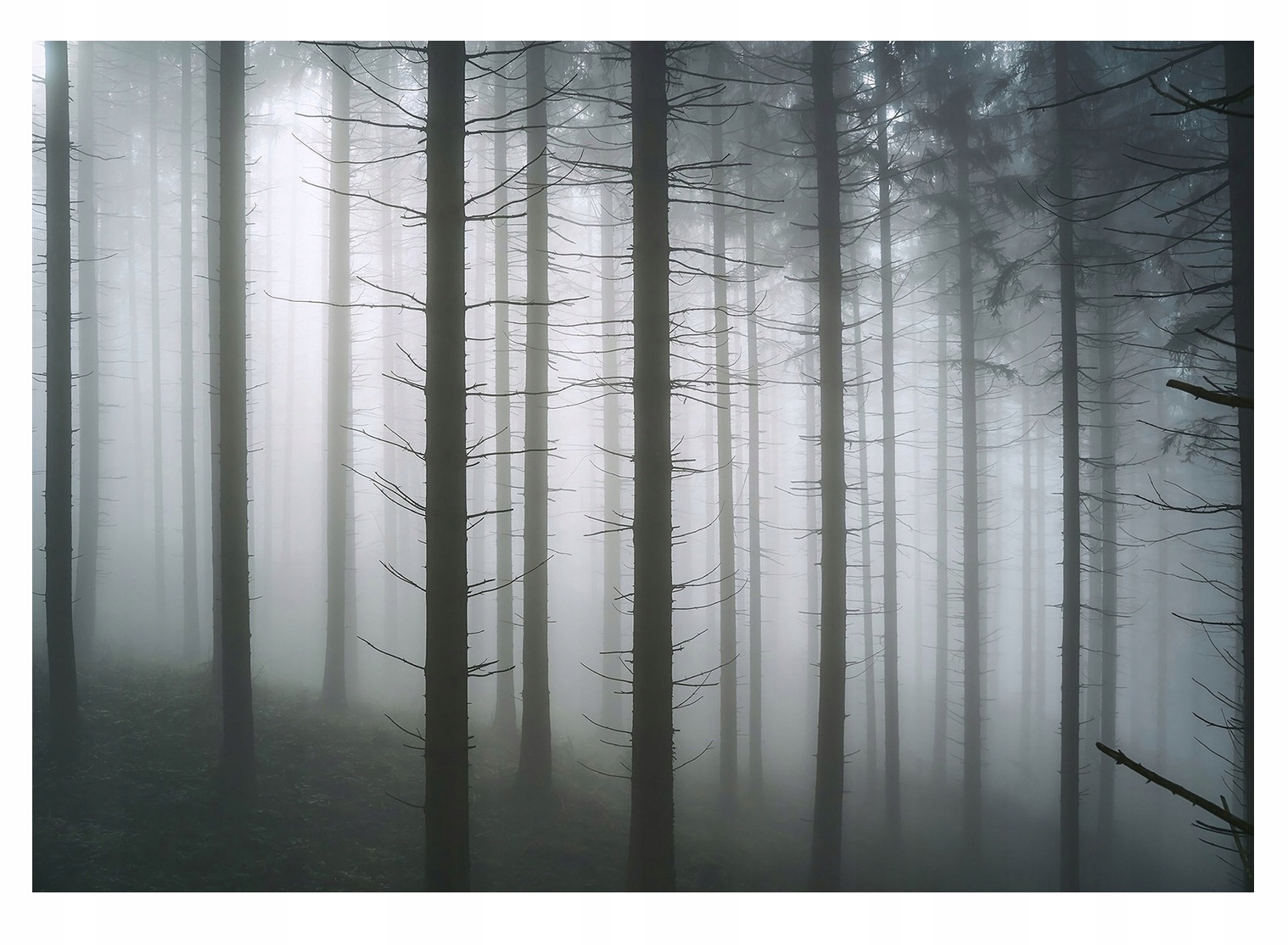 Fototapeta Les V Mlze 3D Ložnice Stromy 254x184