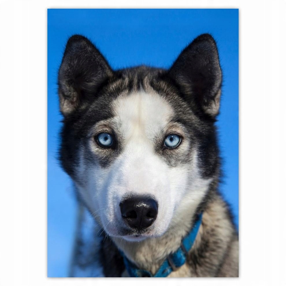 

Plakaty 50x70 Husky