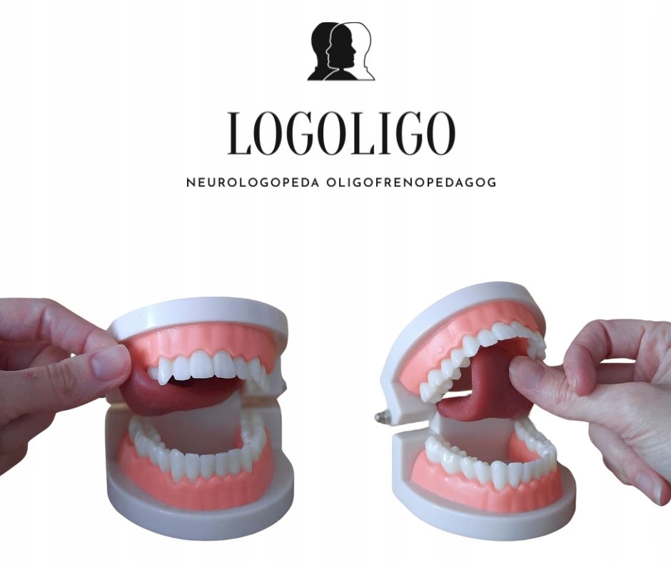 Model logopedyczny z ruchomym językiem