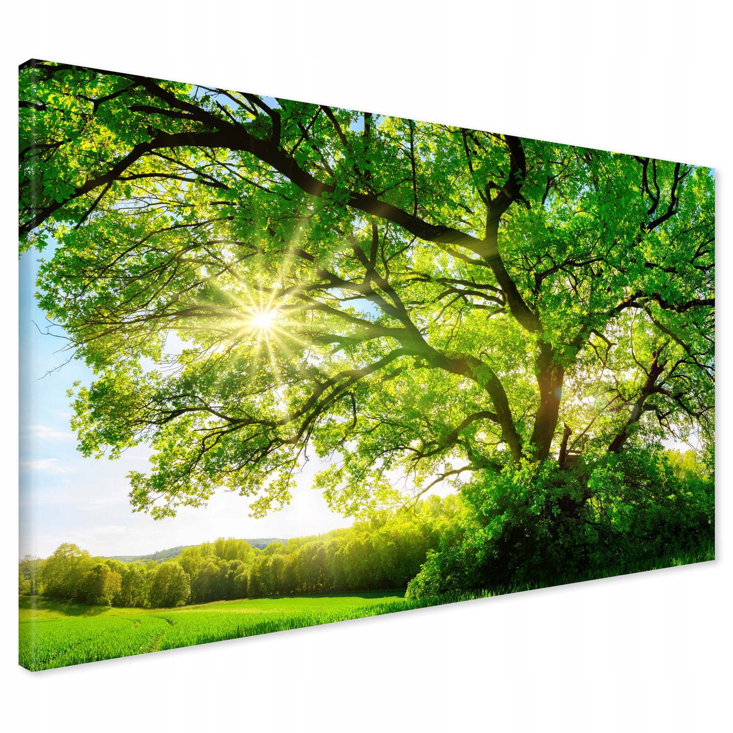 

Obraz na płótnie drzewo niebo natura 120x80