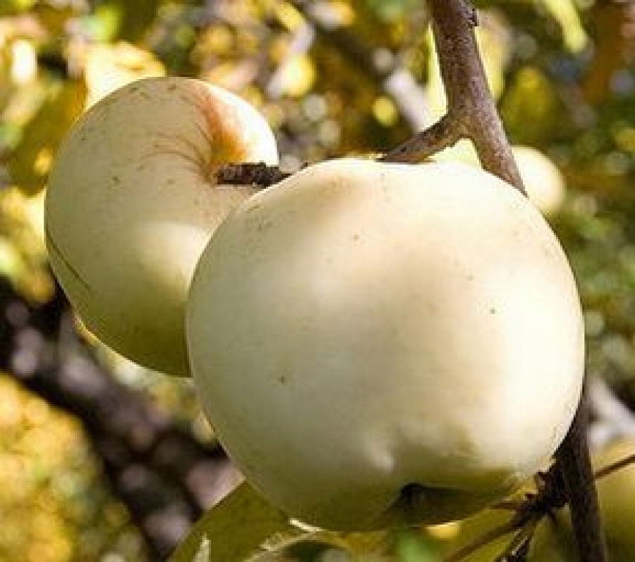 Antonówka Sadzonka - Niska cena na Allegro.pl