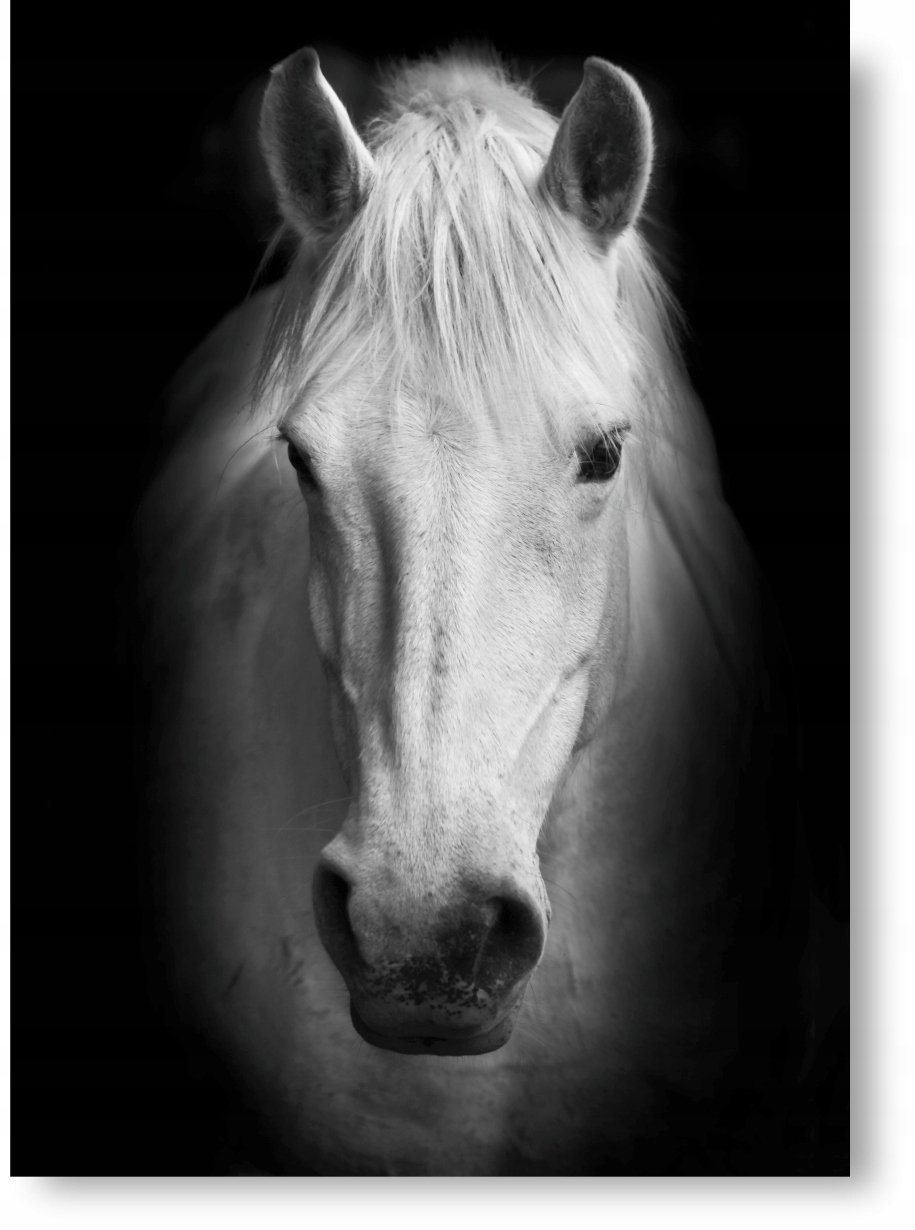 KOŃ czarno-biały plakat B2 50x70cm #198