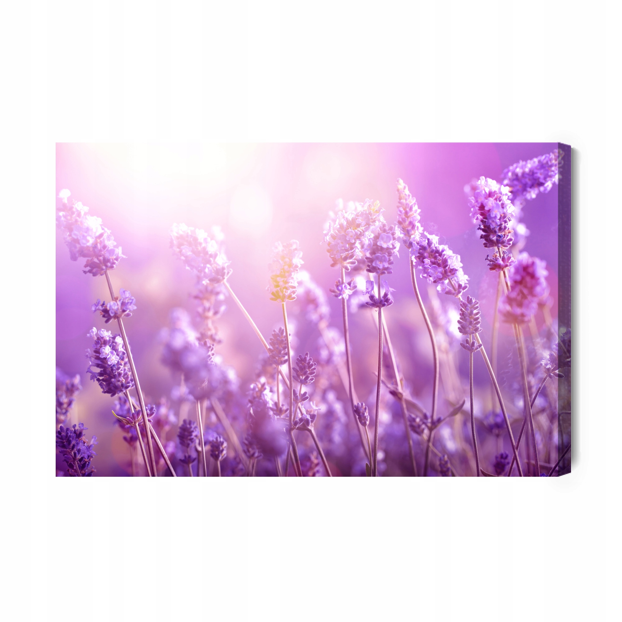 Obraz Na Plátně Květy Levandule ve Slunci Canvas 120x80