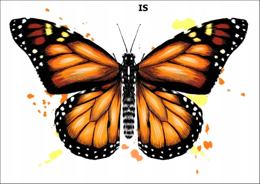 

PK16IS Duży Tatuaż zmywalny Motyl motylek motyle
