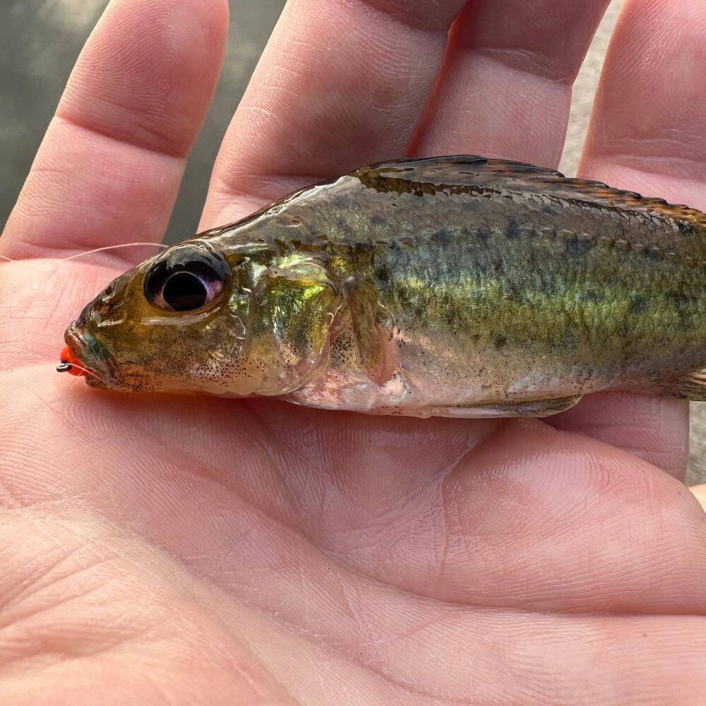 Mikrojig Maciej Ka. Baits 3,5cm 0,6g MJ4F Marka inna