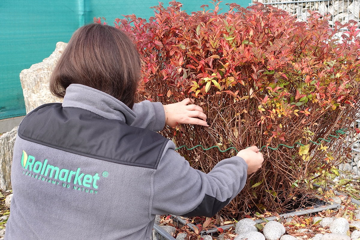 Podpora obejma na HORTENSJE ring do hortensji roślin kwiatów ZIELONA 10szt Marka inna