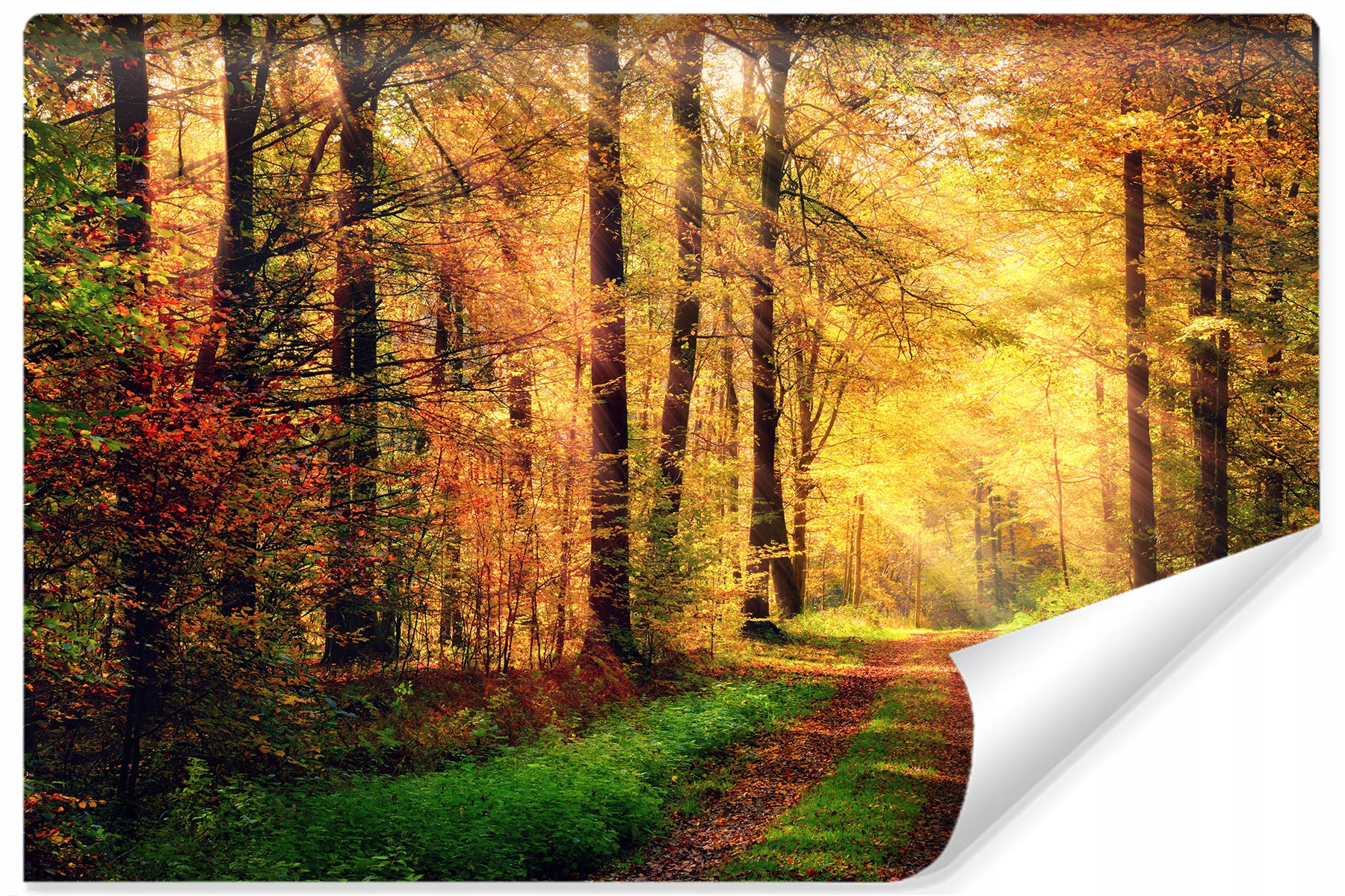 Fototapeta do jídelny Les Stromy Příroda 3D 368x254