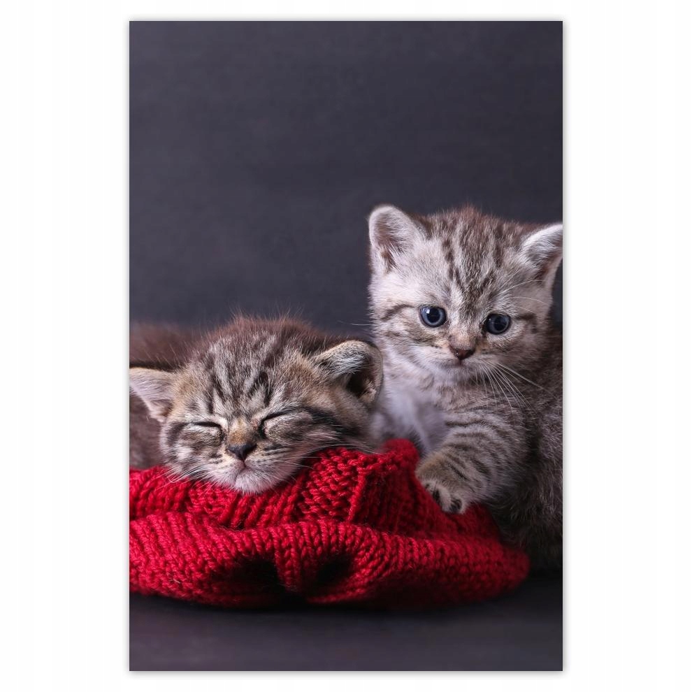 

Plakat 62x93 Kotek Kotki Koty Kicia