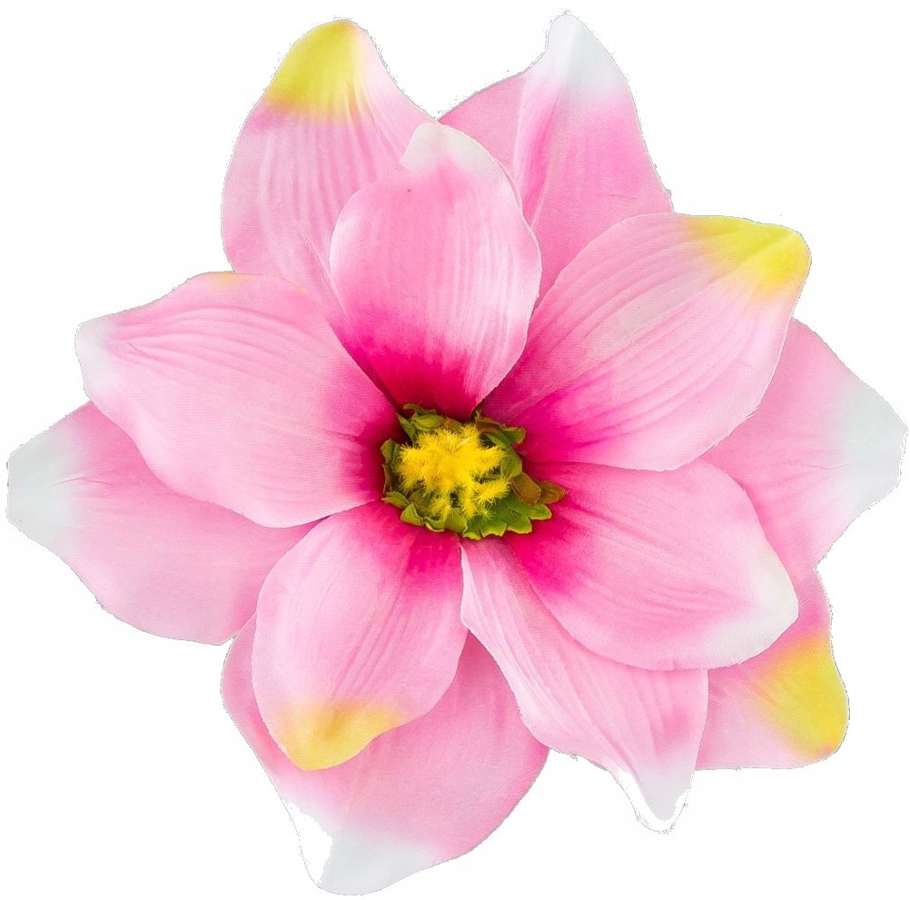 

Magnolia duża główka kwiatowa Akc-06