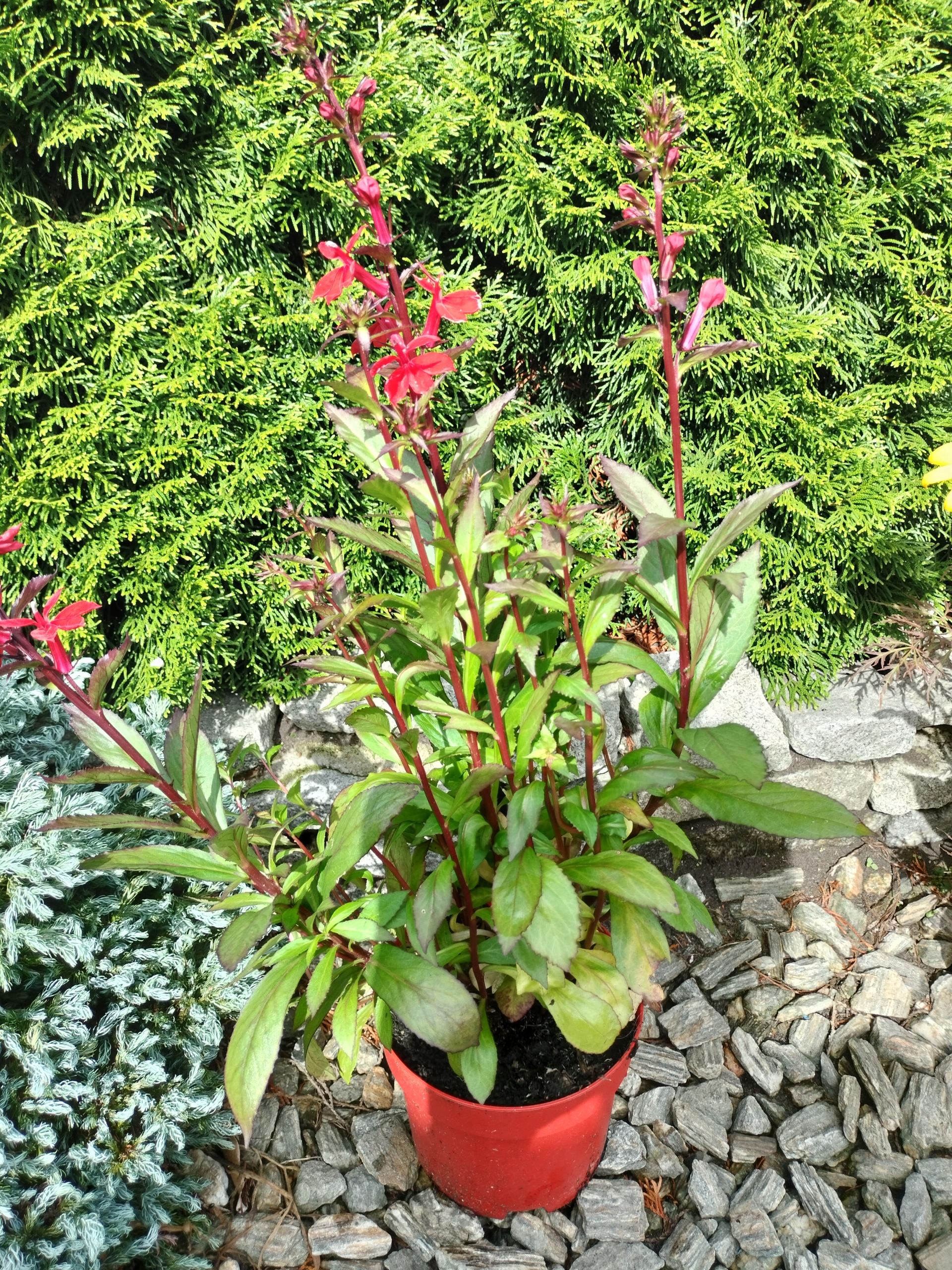 Lobelia okazała 'Starship Scarlet' Lobella x speciosa poj.2l Wysokość sadzonki 20-40 cm