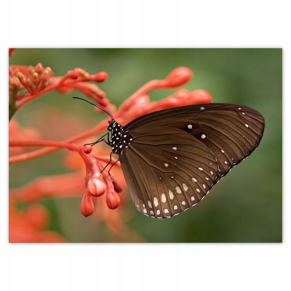 

Plakaty 70x50 Brązowy motyl