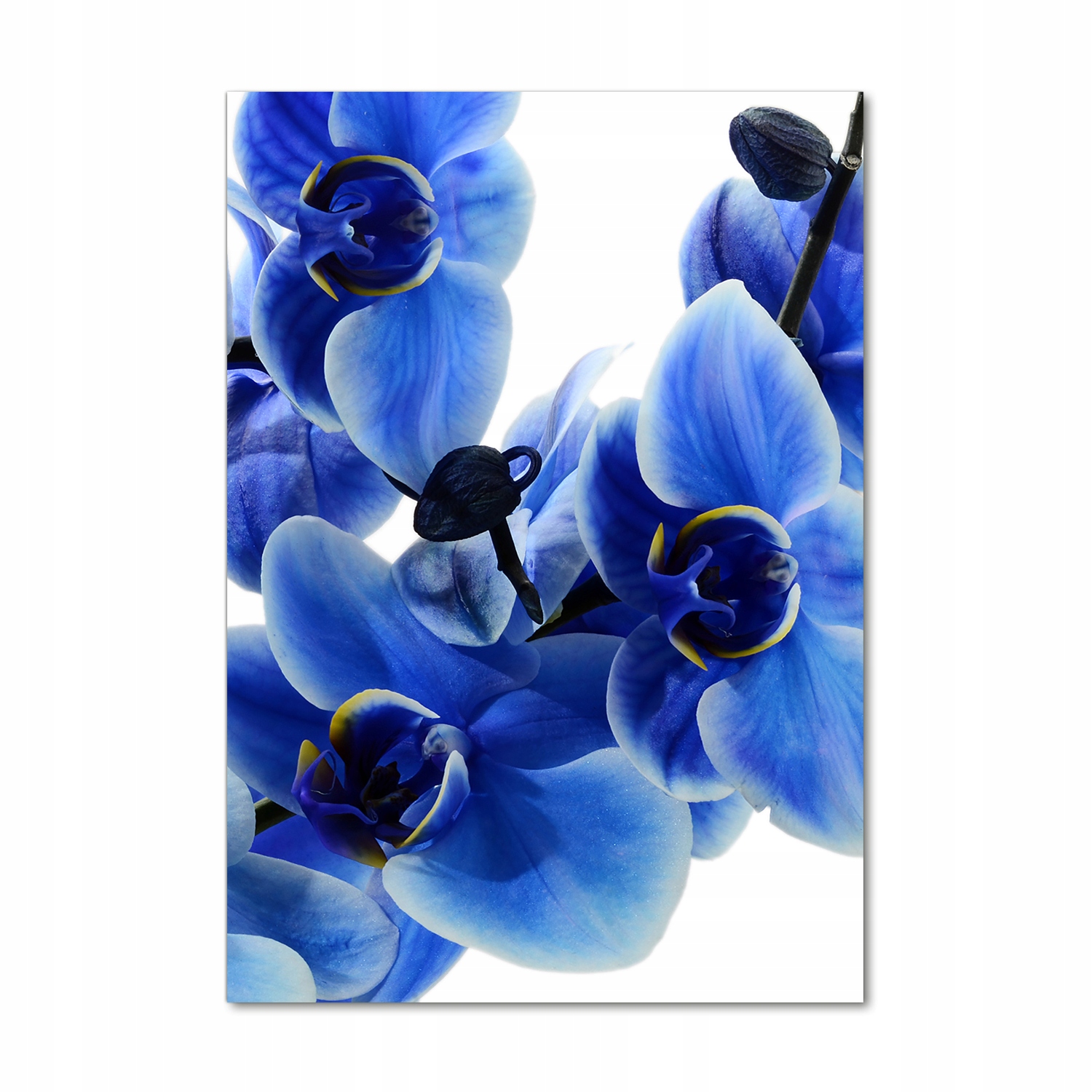 

Foto obraz na szkle Niebieska orchidea 70x100 cm