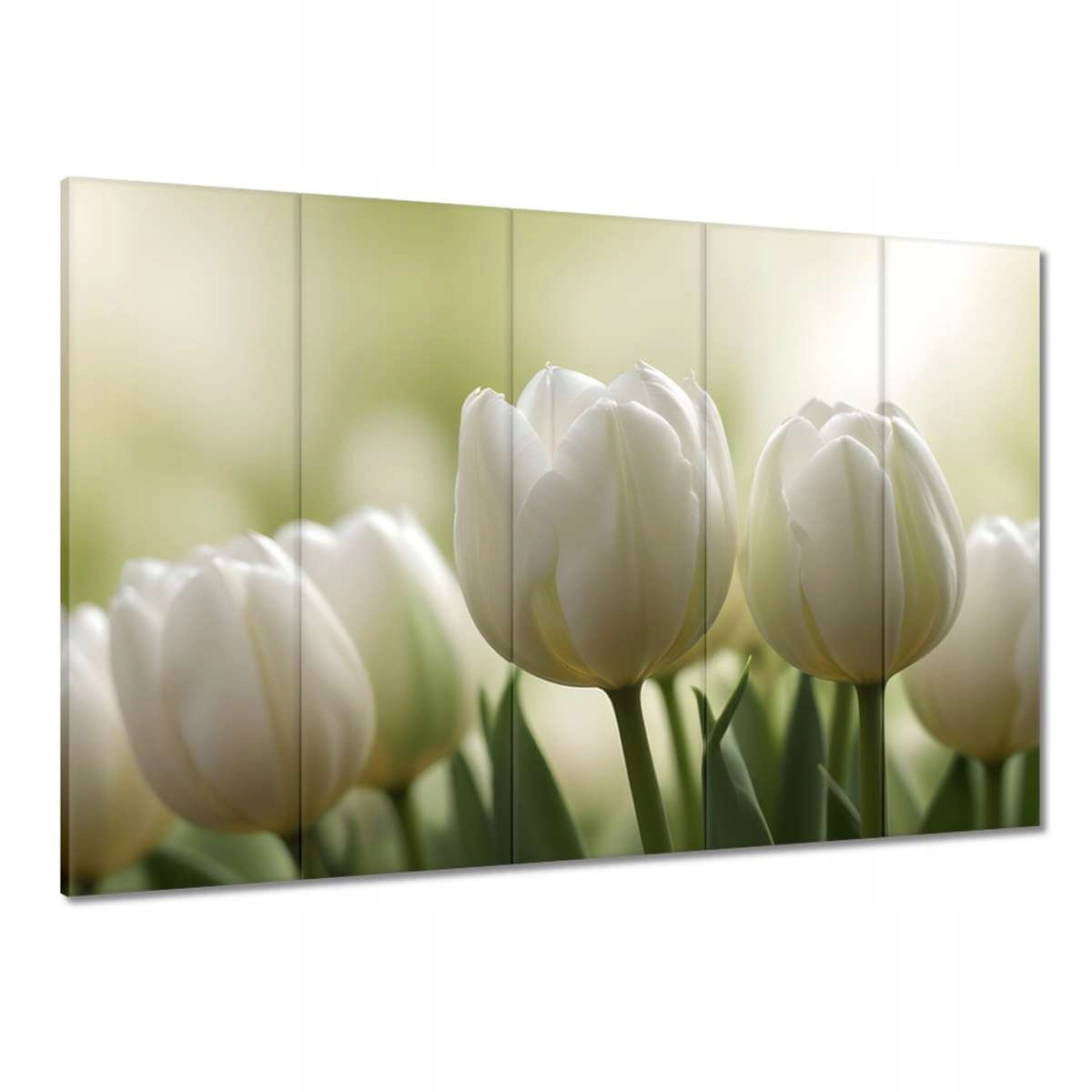 Obrazy 100x70 Bílé tulipány