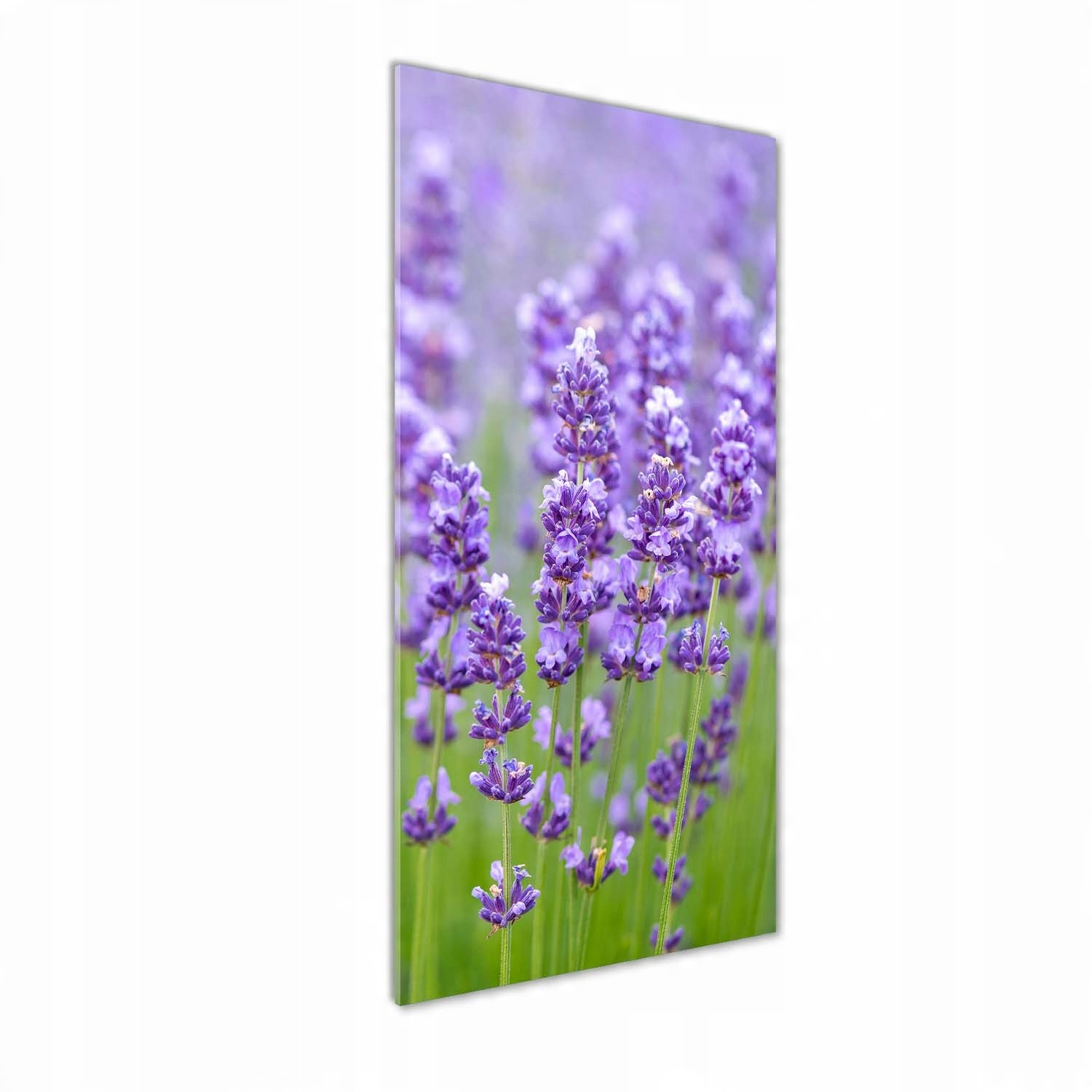 

Foto obraz szkło hartowane Pole lawendy 50x125 cm