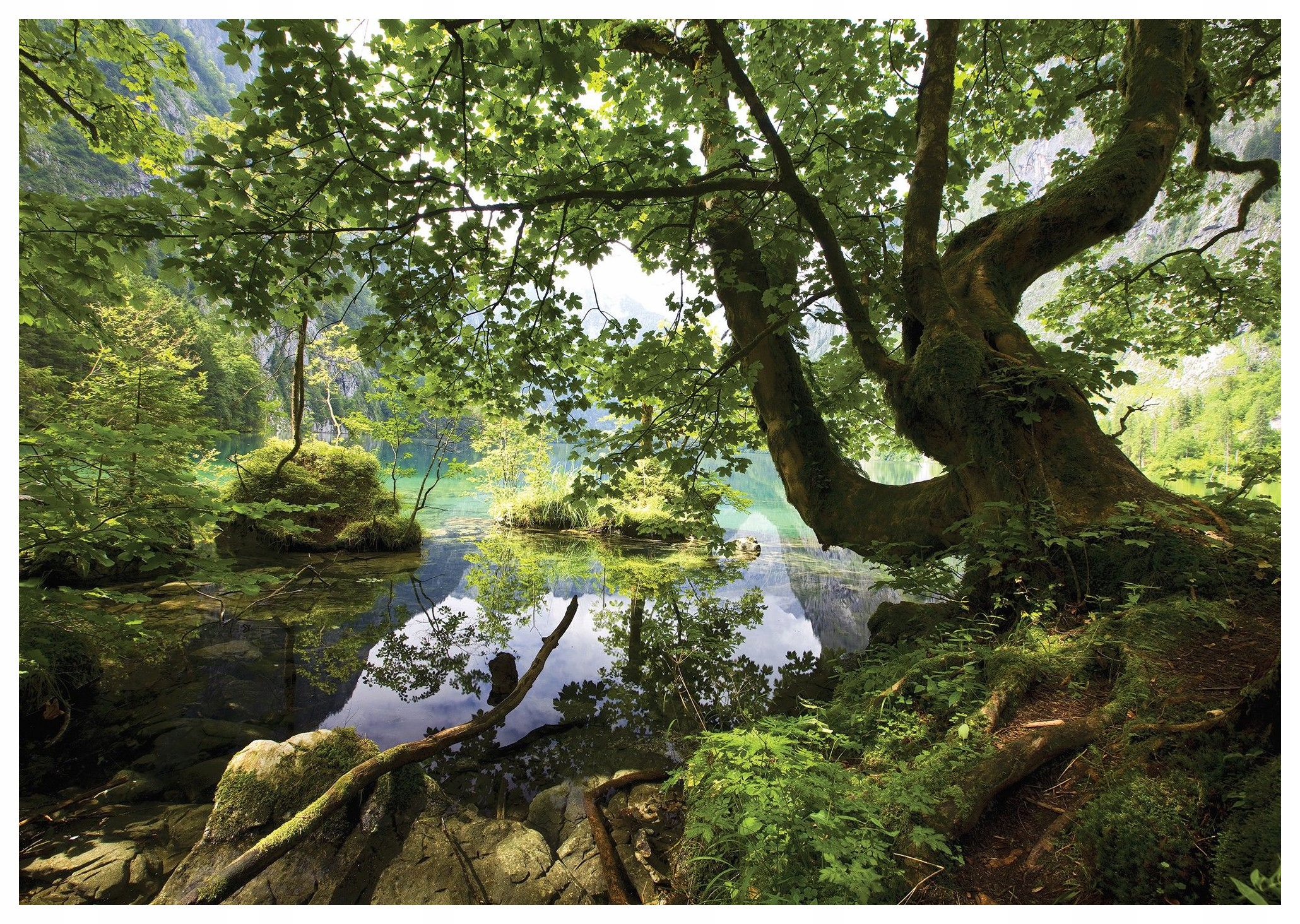 Fototapeta Jazero pokoja Strom Odraz prírody vinylová 312x219 lepidlo