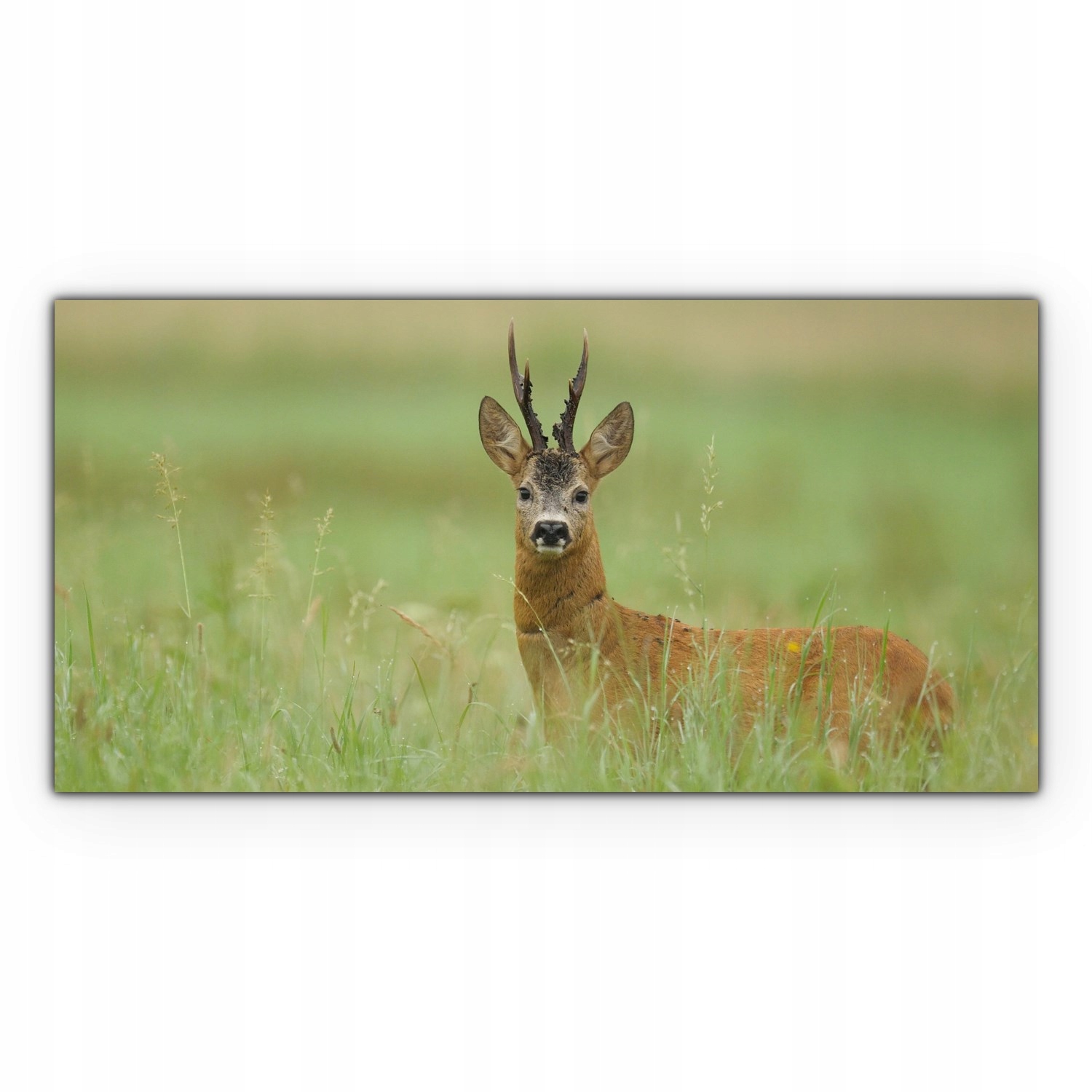 

Obraz canvas na ścianę 140x70 Jeleń Pole Zwierzę