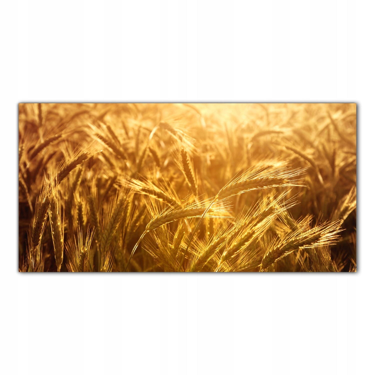 

Obraz na szkle Foto Pole Pszenicy Słońce 120x60