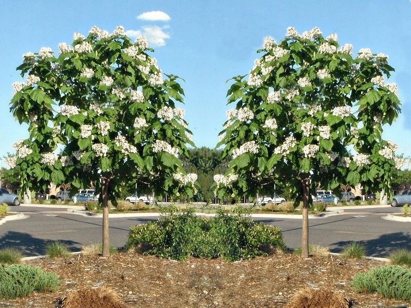 Катальпа овата. Катальпа аксай центр. Катальпа аксай центр. Катальпа аксай центр. Катальпа черенок.