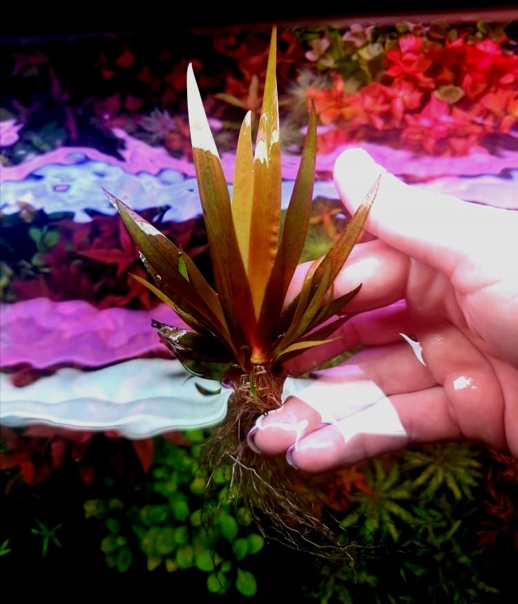 Xyris sp. Red RARYTAS z hodowli podwodnej
