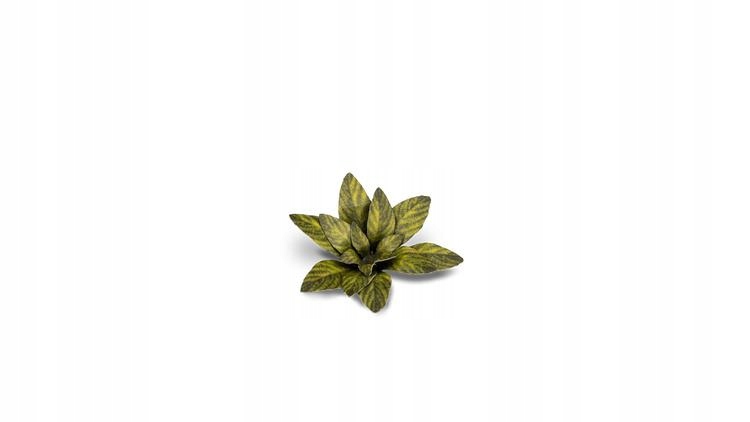 

Gamers Grass: Laser Plants Dumb Cane Difenbachia