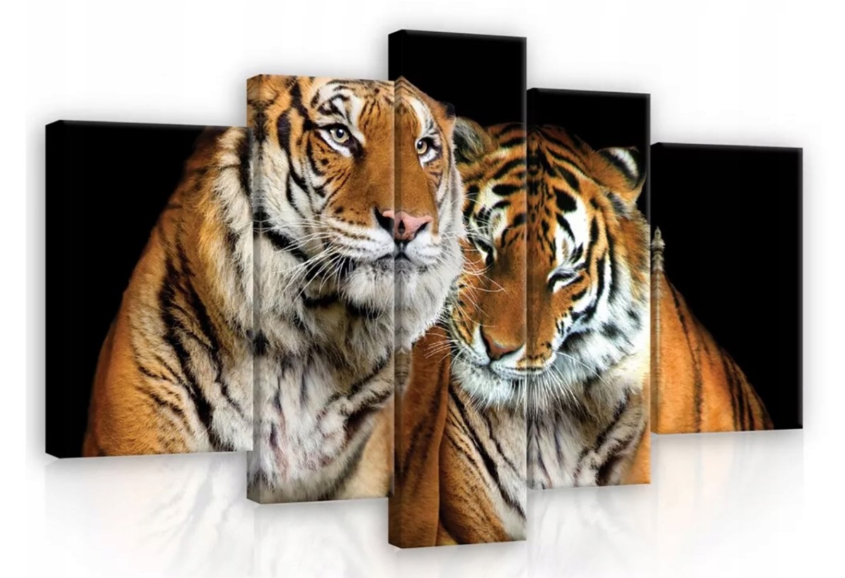 Obraz 170x100 Tigre divoká príroda mačky portrét zvierat sila grácia