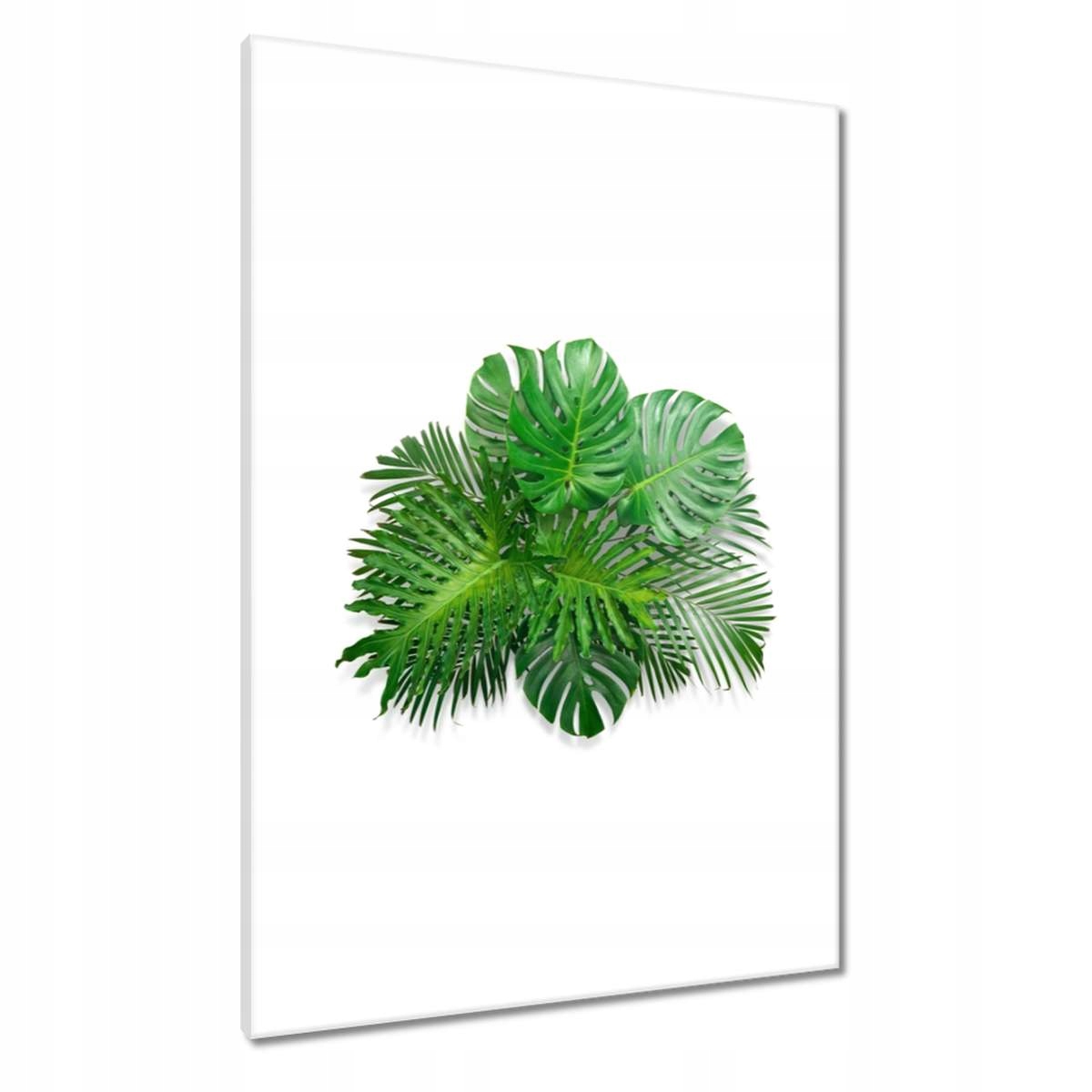 Obrazy 70x100 Monstera děravé listy