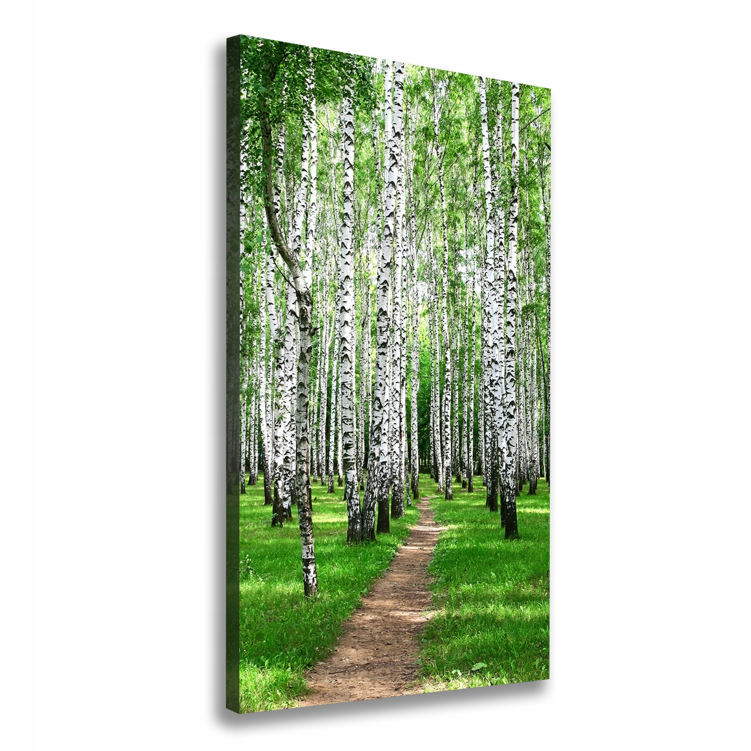 

Foto obraz canvas do salonu Las brzozowy 60x120