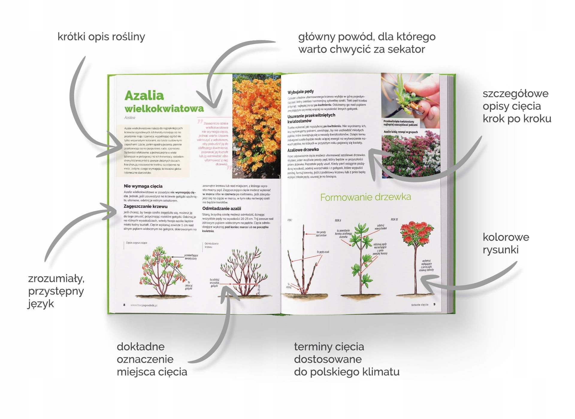 Książka Szkoła Cięcia - Rośliny Ozdobne - Lucyna i Gatunek Dom i ogród