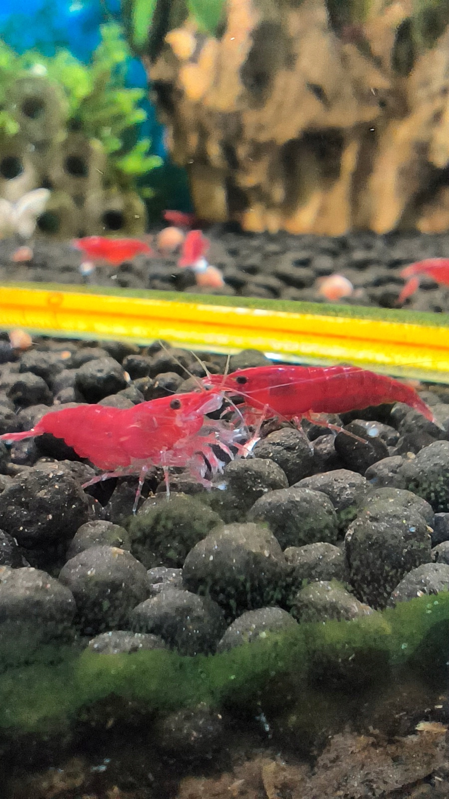 Креветки Red Cherry