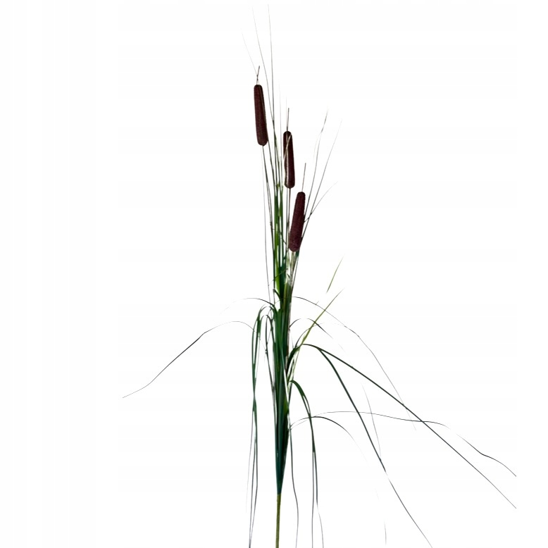 TRAWA PAMPASOWA PAŁKA WODNA TRAWY DO WAZONU TARAS Marka Inspiruj