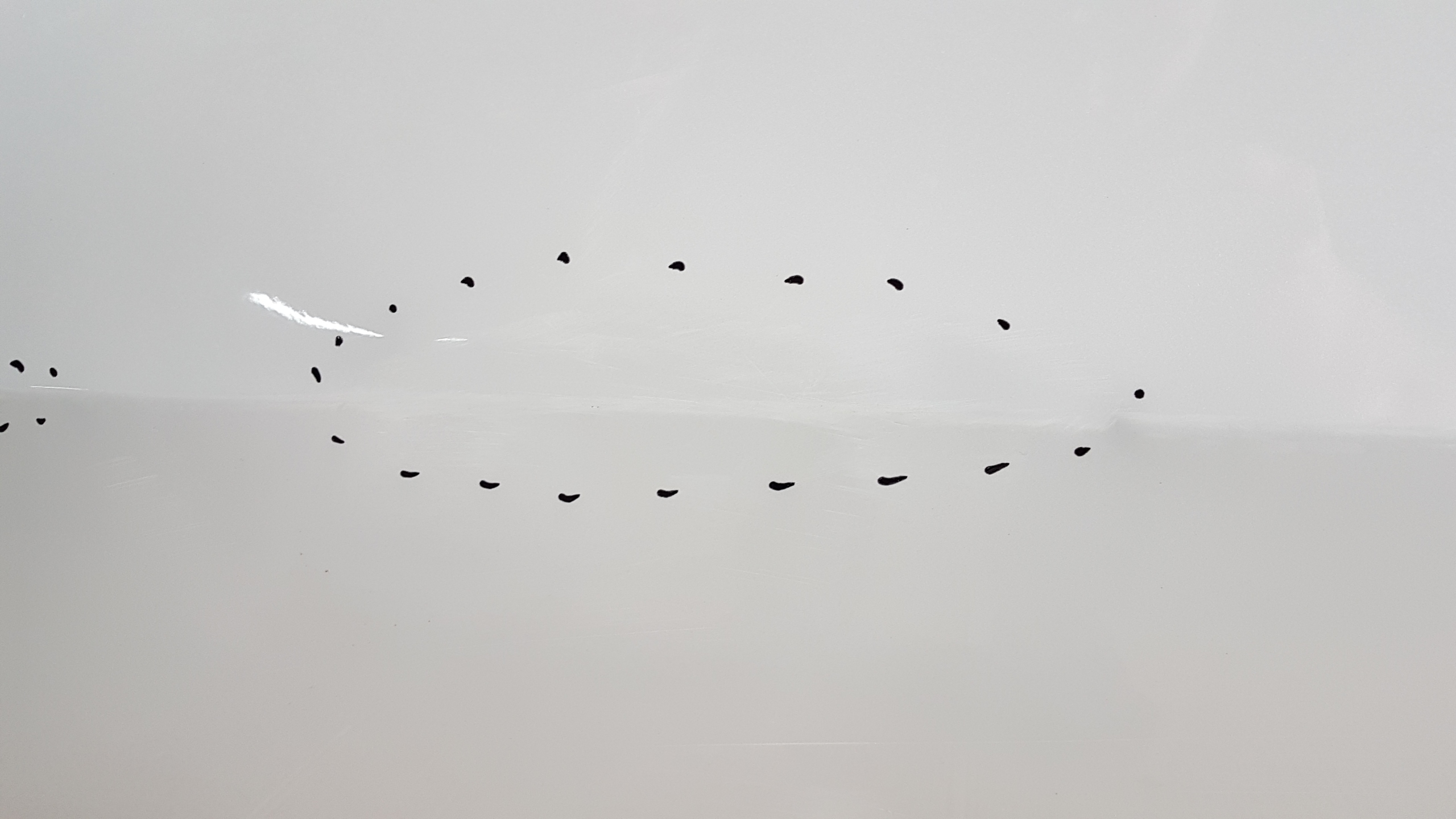 DRZWI PRZÓD PRAWE TESLA MODEL 3 III ORYGINAŁ 17- Wersja Europejska