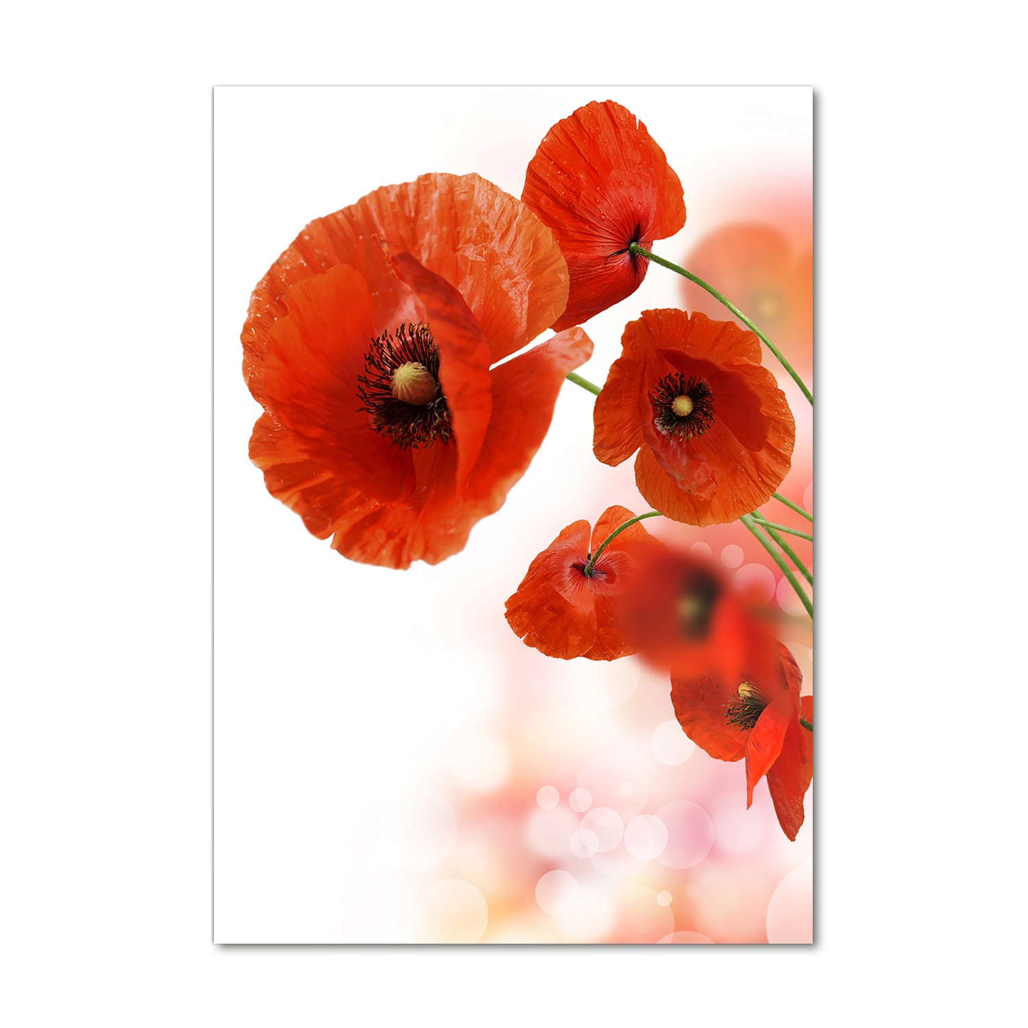 

Foto obraz akrylowy na ścianę Mak polny 70x100cm