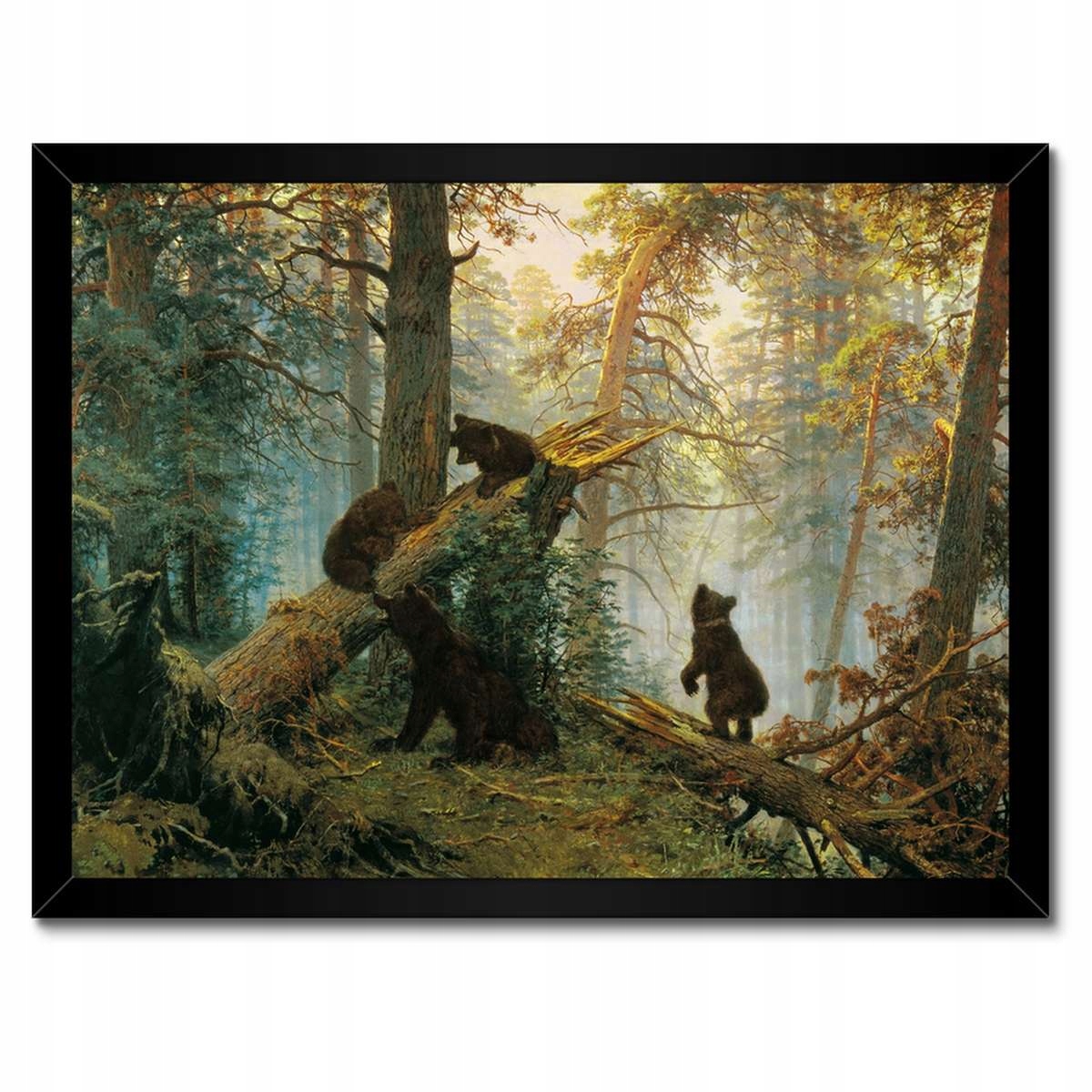 Plakáty v rámu 40x30 Ráno v borovém lese