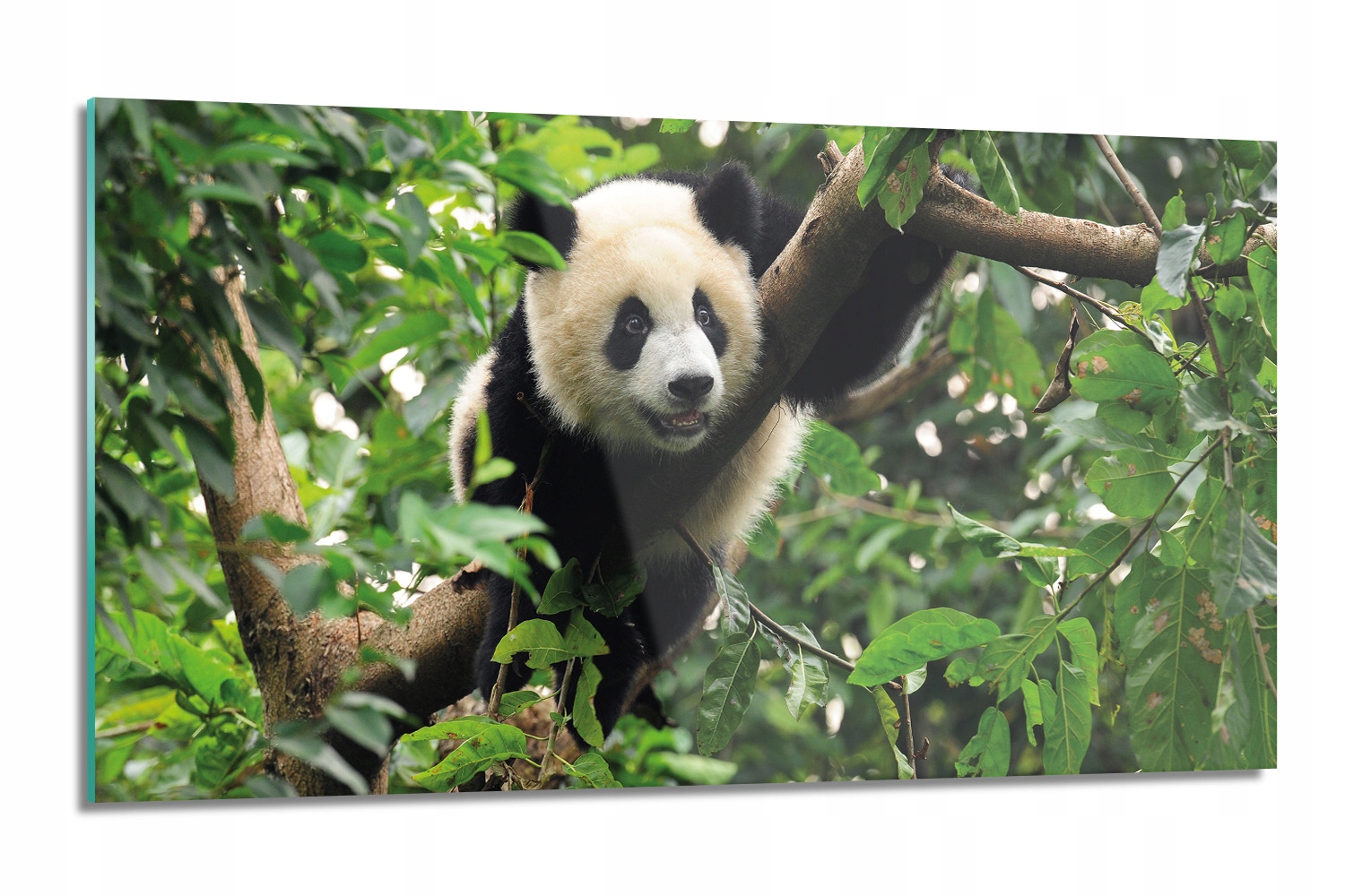 dekor Panda les příroda kuchyňská 120x60 nástěnný