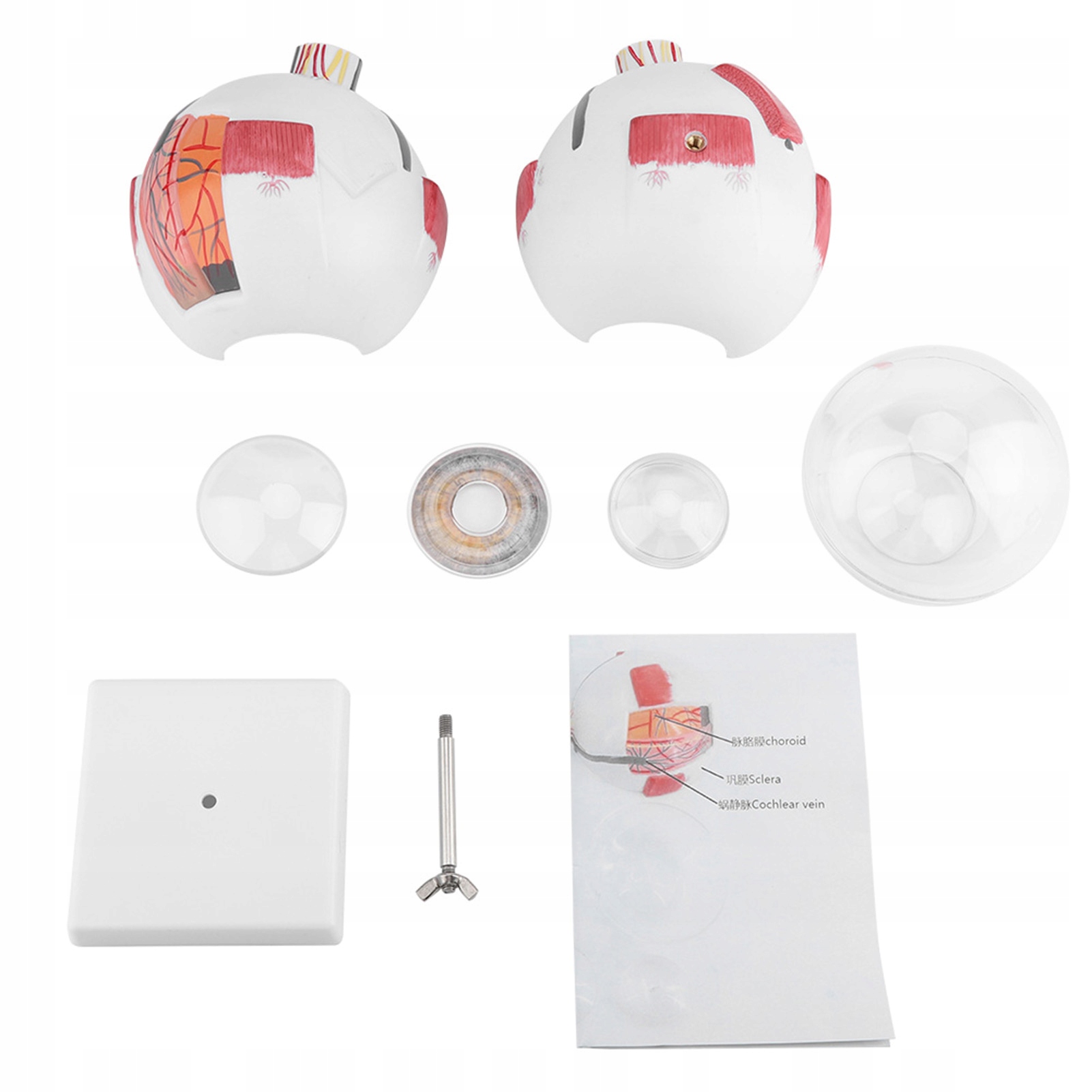 Realistyczny Model Anatomiczny Oka Człowieka Ludzkiego Oko X6 Gałka Oczna