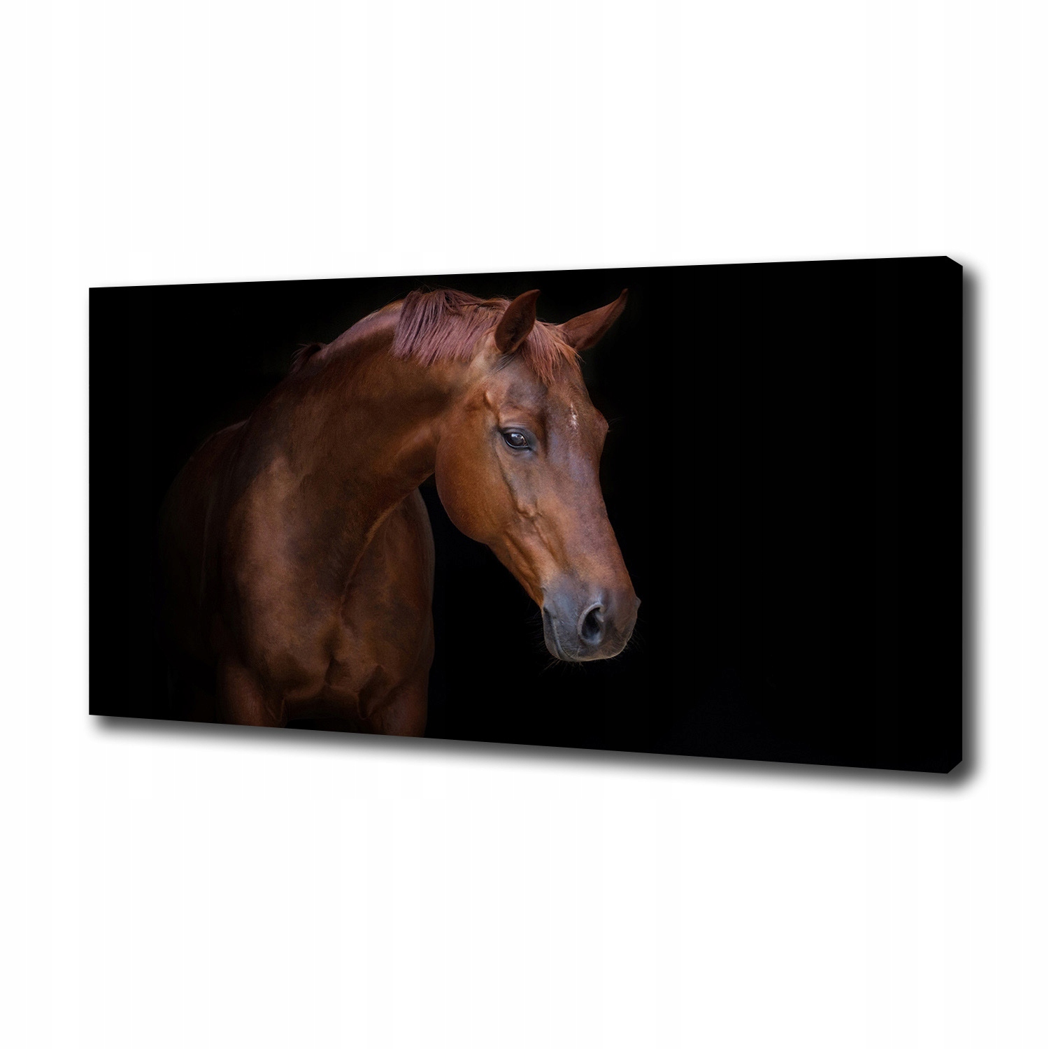 

Foto obraz canvas na ścianę Brązowy koń 100x50 cm